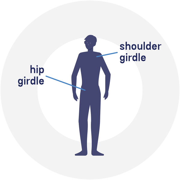 Hip and Shoulder Girdle